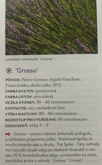 Levanduľa prostredná GROSSO - 2