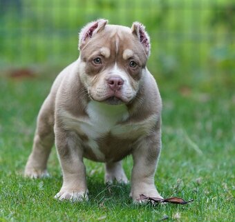 American Bully - 2