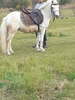 Predam jazdecku welsh pony kobylu - 2