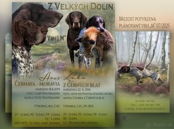 Německý krátkosrstý stavač - 2