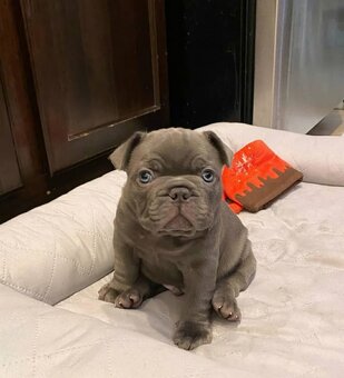 Šteniatka francúzskeho buldočka a pomeraniana sú k dispozíci - 2