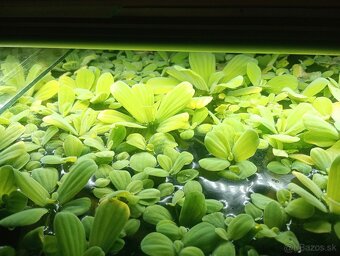 Pistia - 2