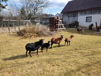 Ovce kamerúnske - 2