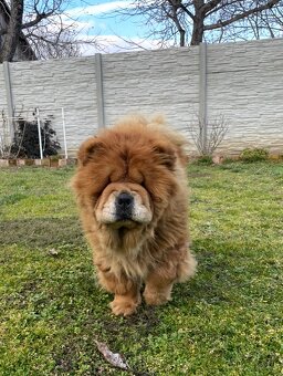 Chow chow s PP - 2