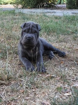 Sharpei šteniatka - 2