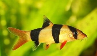 Akvárium Juwel 125L so skrinkou a externým filtrom Tetra - 2