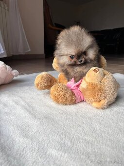 Pomeranian mini - 2