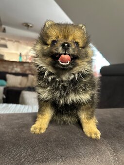 Šteniatko pomeranian - 2