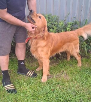 Zlatý retriever - 2