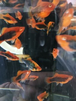 Akvarijne rybky - 2