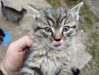 Darujem mačiatka - 2