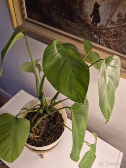 Biela monstera 3ks - 2