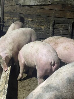 Jatočné ošípané - 2