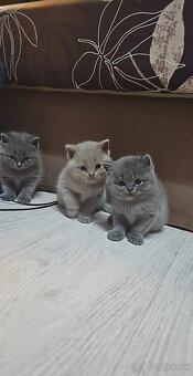 Britské modré maciatka - 2