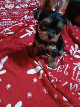 Yorkshirsky teriér - 2