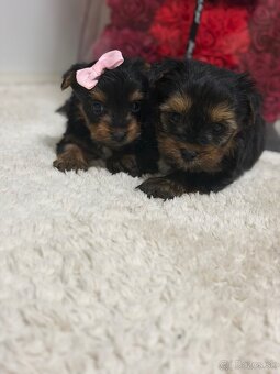 Yorkshirsky teriér, York, Jork - 2