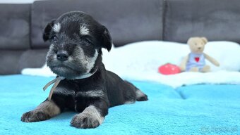 Bradáč malý čiernostrieborný s PP - 2