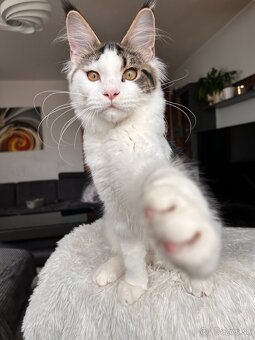 Mainská mývalia s PP _ Maine Coon - 2