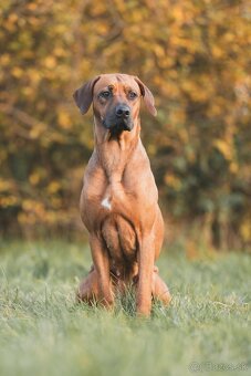 Přijímáme rezervace na štěňátka Rhodéský ridgeback s PP - 2