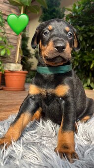 Šteniatka DOBERMAN - 2