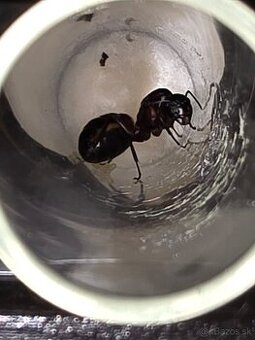 Mravce Camponotus Ligniperda - 2