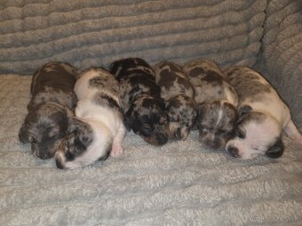 Šteniatka jazvečíka trpasličieho - 2