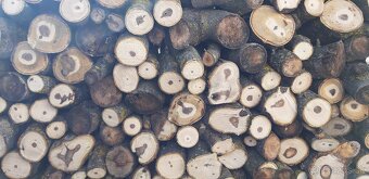 Predam drevo z orecha - 2