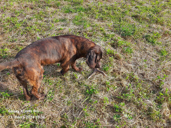 Hanoverský farbiar krytie - 2