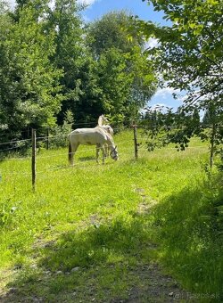 Cremello kobyla modré oči PSL LUSITANO - 2