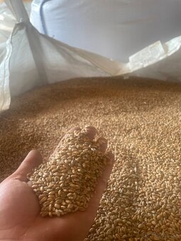 Jačmeň, pšenica - 2