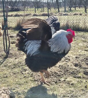 Kohút Wyandotka - 2