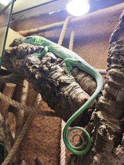 Varanus prasinus. Varan smaragdový - 2
