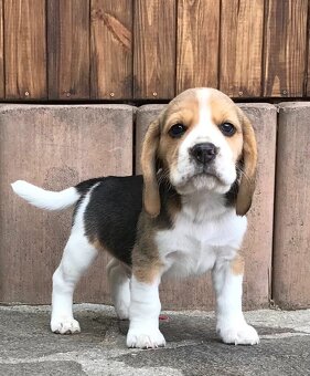 Beagle Bigel Bigl s PP FCI - 2
