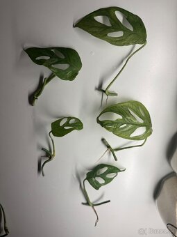 Monstera adansonii “ Indonesian marble “ - 2
