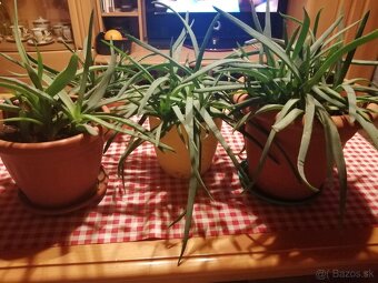Aloe vera - 2
