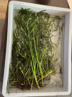 Akvarijne rastlinky - 2