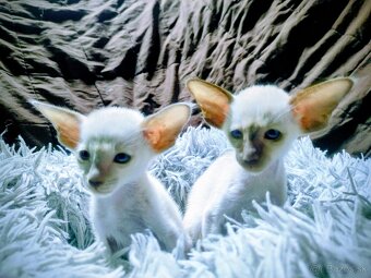 Siamska mačka-  maciatko - 2