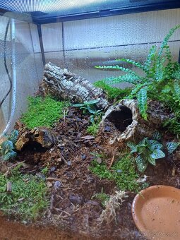 Terárium - 2