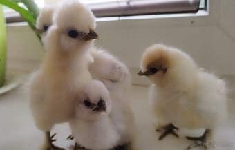 Kuriatka usa hodvabničky - 2