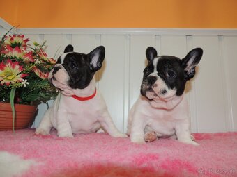 Francúzsky buldoček s PP. - 2