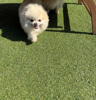 Pomeranian - 2