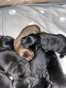Labradorský retríever s PP - černá a čokoládová štěňátka - 2