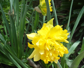 Narcis plnokvetý (10 ks/bal) - 2