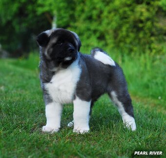 Americká Akita - 2