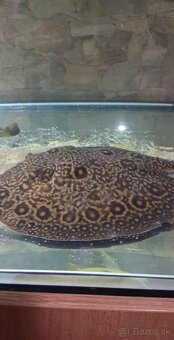 potamotrygon motoro mini royal marbled - 2