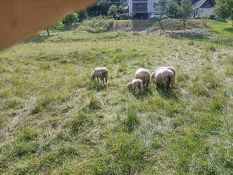 Predám ovce a barana - 2