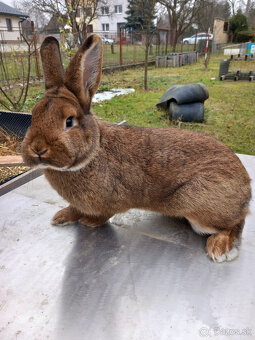 Predám králiky - 2