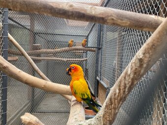 Arartinga slnečná- predaj  - 2