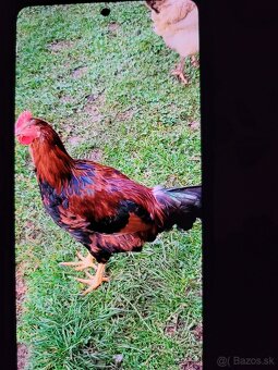 Predám kohúta - 2