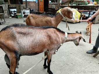 Dve pripustené anglonubijské kozy - 2